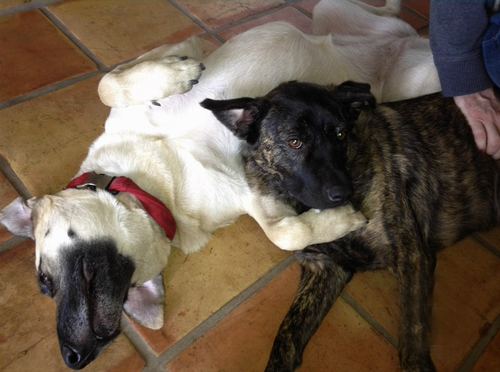 собаки Роберта Паттинсона и Кристен Стюарт