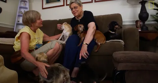Женщина открыла приют для пожилых собак