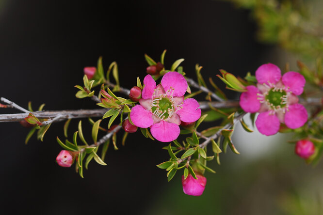 цветение мануки