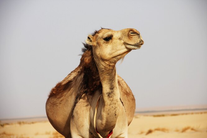 All-inclusive для животных: какие услуги предлагает первый в мире отель для верблюдов