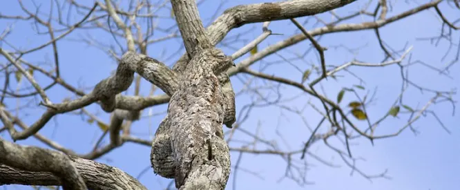 Отыскали на фотографии птицу?