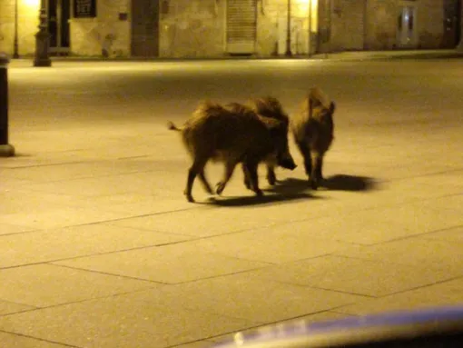 животные вернулись в города