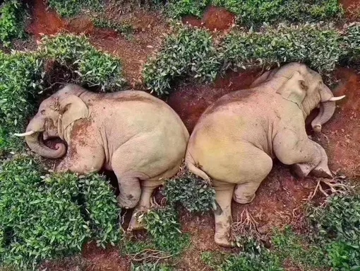 Слоны на китайской ферме