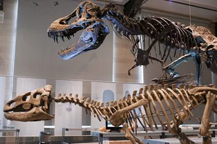Трупы великанов и божественные существа: что думали древние люди, когда находили кости динозавров