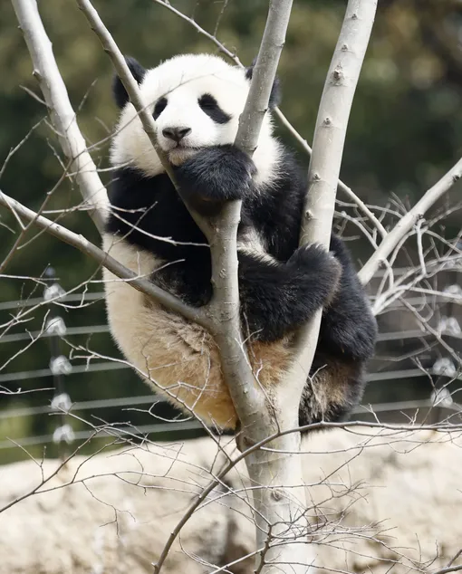 Беременность панды может длиться от 50 до 160 дней