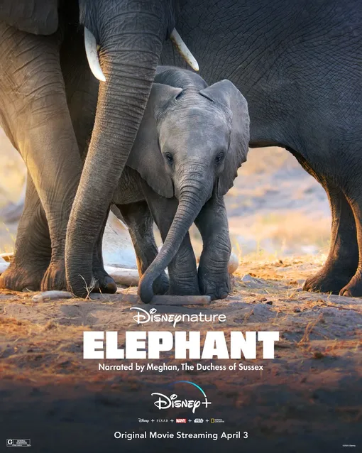 Постер фильма «Слон»