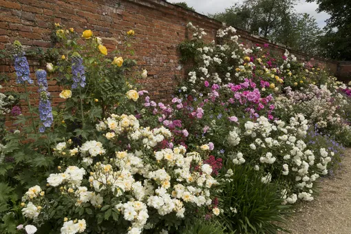 Романтический сад роз аббатства Моттисфонт, Великобритания
