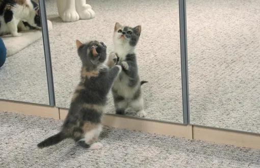 Как животные реагируют на зеркала