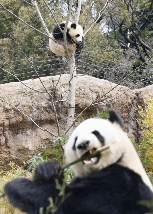 Увидеть детеныша панда на УЗИ практически невозможно