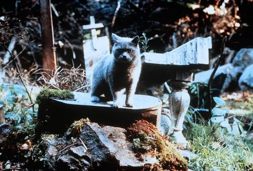 Кадр из фильма «Кладбище домашних животных»