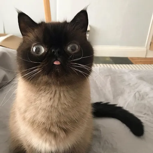 Кот Икиру Кот Икиру