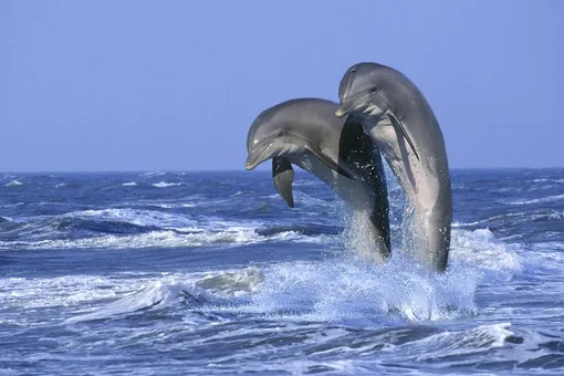 Опасны ли дельфины