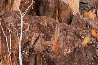 Эта головоломка заставила покраснеть от стыда даже самых зорких пользователей Сети — никто не смог найти антилоп на фото! А у вас получится?