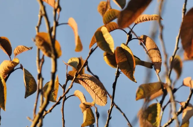 А у вас получилось найти на снимке птицу?
