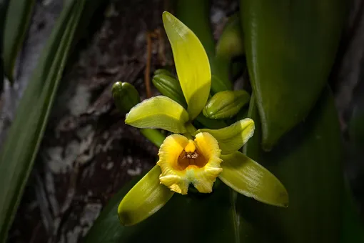 Ваниль — растение, которое относится к семейству орхидных