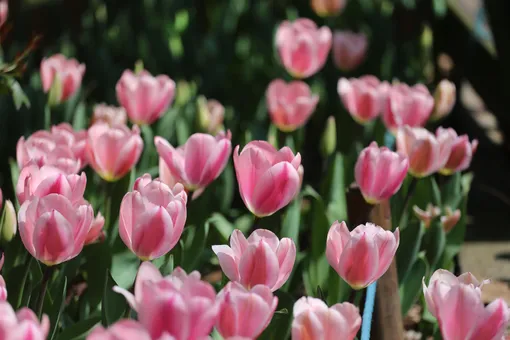 Тюльпаны — самые популярные цветы на 8 марта