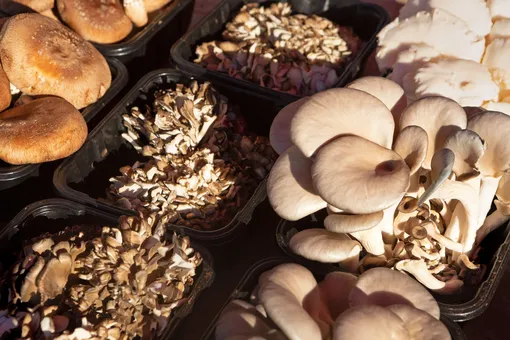 Чем полезны грибы майтаке для организма человека
