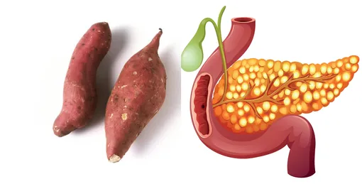 Сладкий картофель полезен для поджелудочной железы