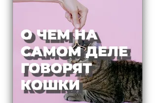 О чем на самом деле говорят кошки?