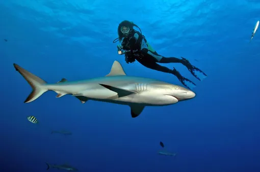 Опасны ли акулы