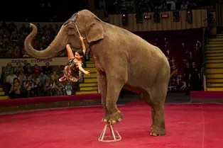 Цирк огромных зверей в «Сокольниках»