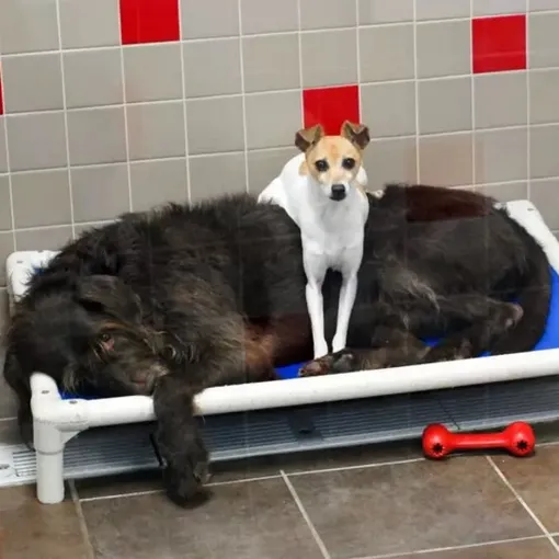 Собаки обнимаются