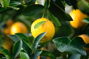 Как вырастить лимонное дерево из косточки?