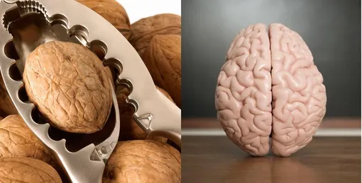 Грецкие орехи полезны для мозга