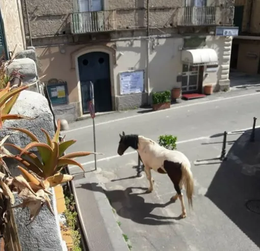 Лошадь на улице Италии