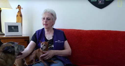 Женщина спасает пожилых собак