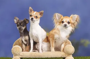 10 самых удивительных фактов о чихуахуа