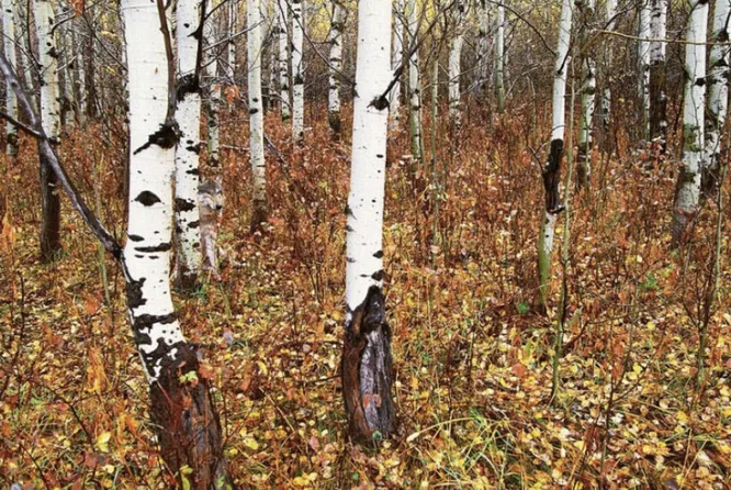 Нашли на фотографии волка?