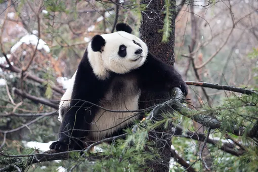 Некоторые панды испытывают псевдобеременность
