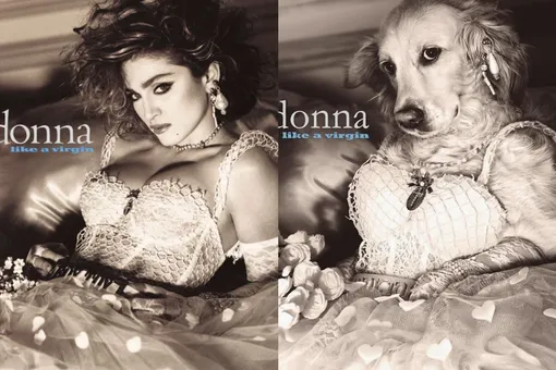 Лучший друг: собака пародирует легендарные фото Мадонны