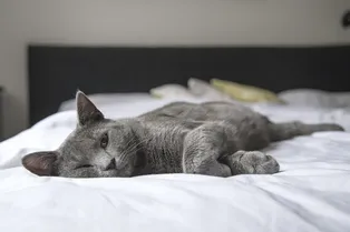 7 пород кошек для тех, кто страдает от аллергии на шерсть