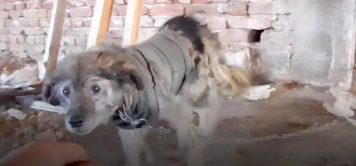 Мужчина нашел собак в заброшенном здании