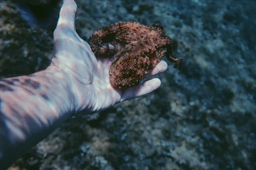 Тиктокерша сняла видео с крошечным осьминогом: почему ролик стал вирусным?