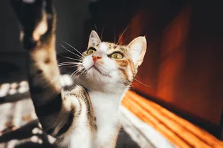 Что ненавидят все коты и кошки: кошатнику на заметку