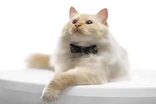 Тайны фараона