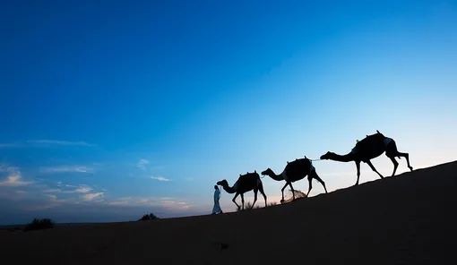 На курорте Al Maha На курорте Al Maha