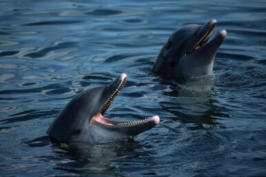 Улыбка бывает обманчива: может ли дельфин напасть на человека
