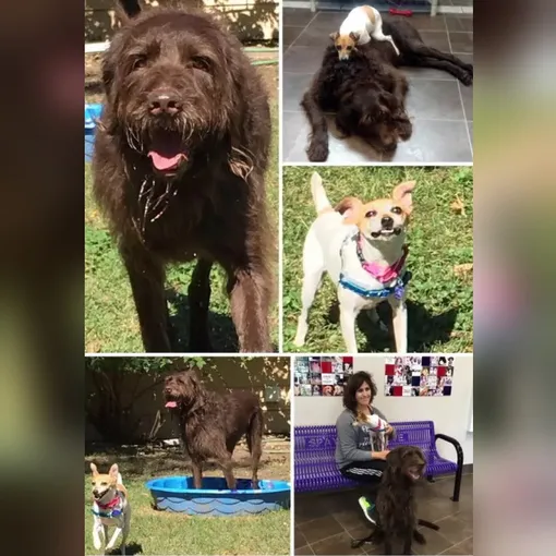 Собакам нашли новую семью