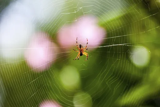 Эксперты дают разные версии, к чему снится паук