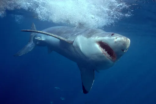Едят ли акулы людей
