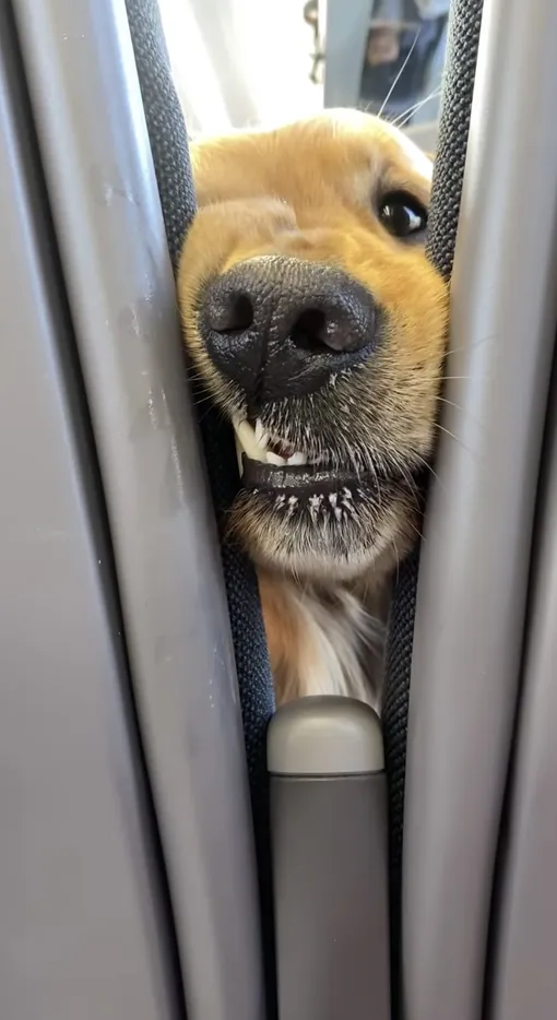 Собака очаровала пассажиров