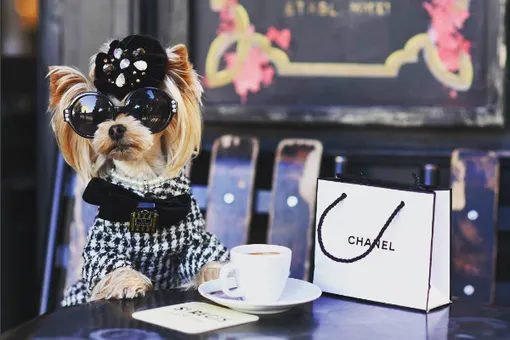 Chanel мне в лапы: очень стильный йоркшир Лола покоряет мир моды