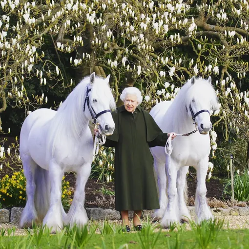 Елизавета II с любимыми пони