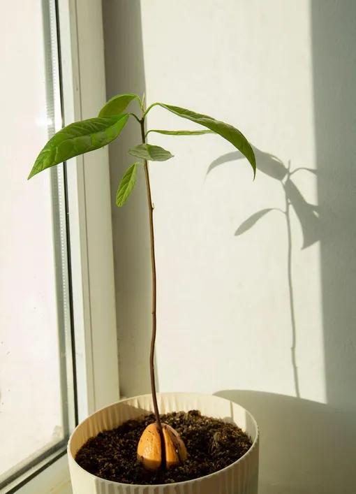 Посадите косточку авокадо в землю, когда стебель достигнет 15 см