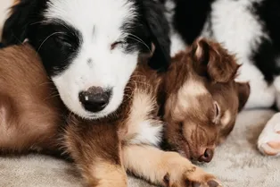 Преданный друг: исследование показало, что собака реагирует на голос хозяина, как младенец на голос матери