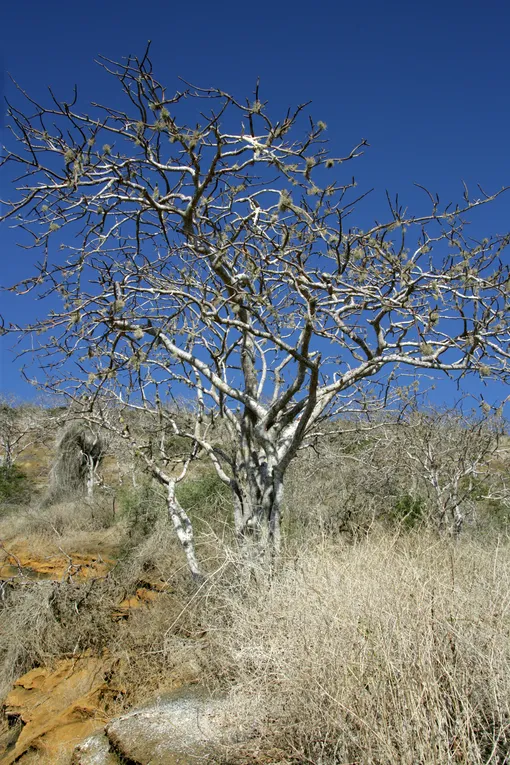 Дерево пало санто растет в тропических лесах Южной Америки